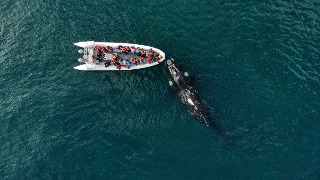 Dron-ballena-foto