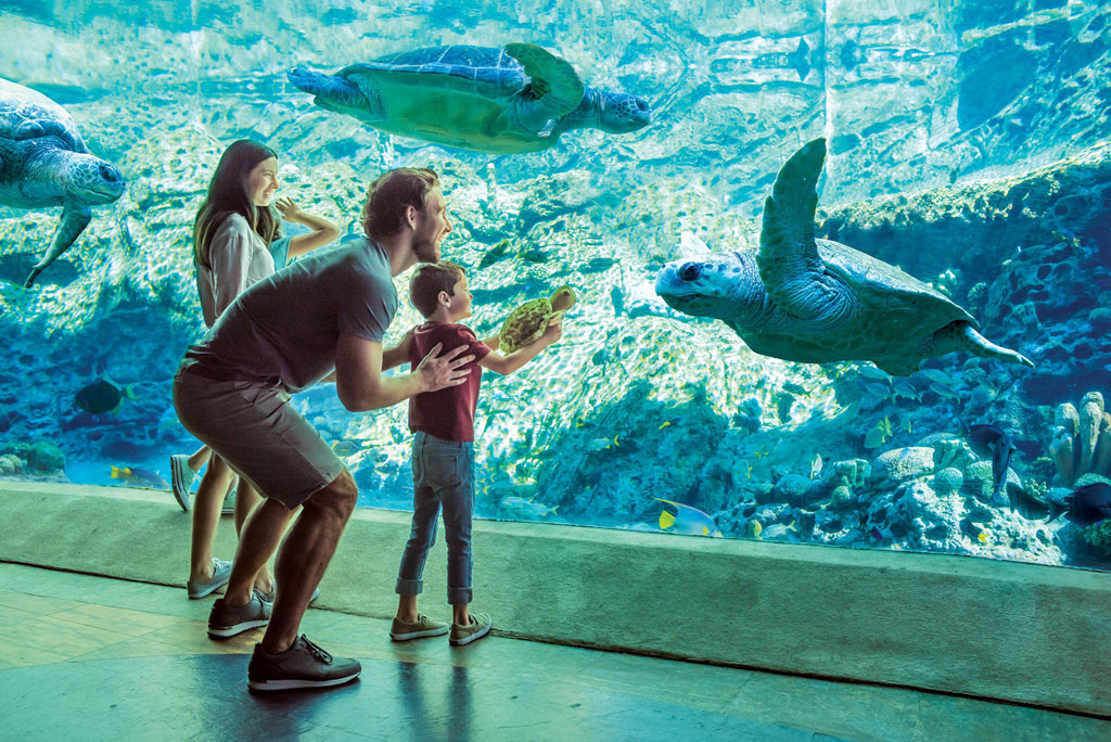 2019_SWO_Turtle-Trek_Underw