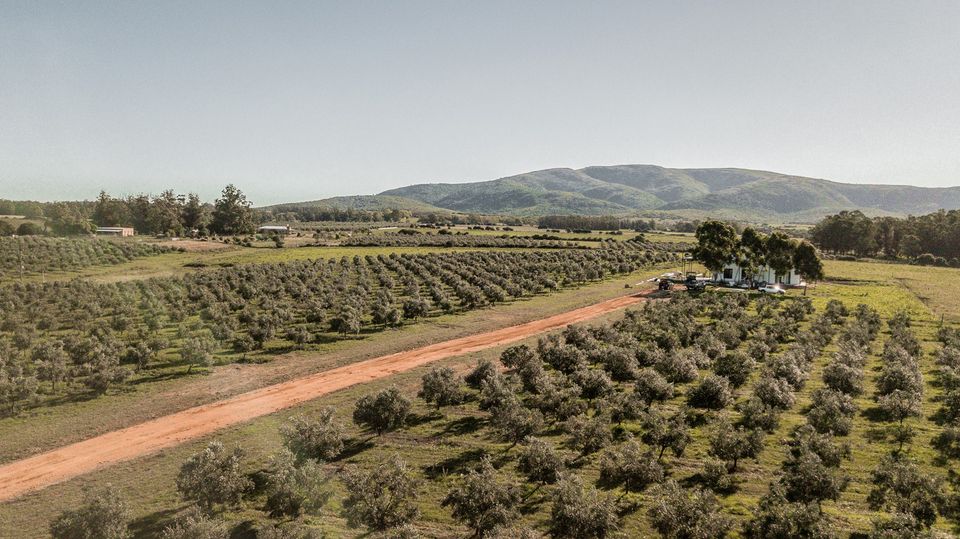 Olivoturismo en Uruguay: para los amantes del aceite de oliva, el  buen comer y los paisajes naturales