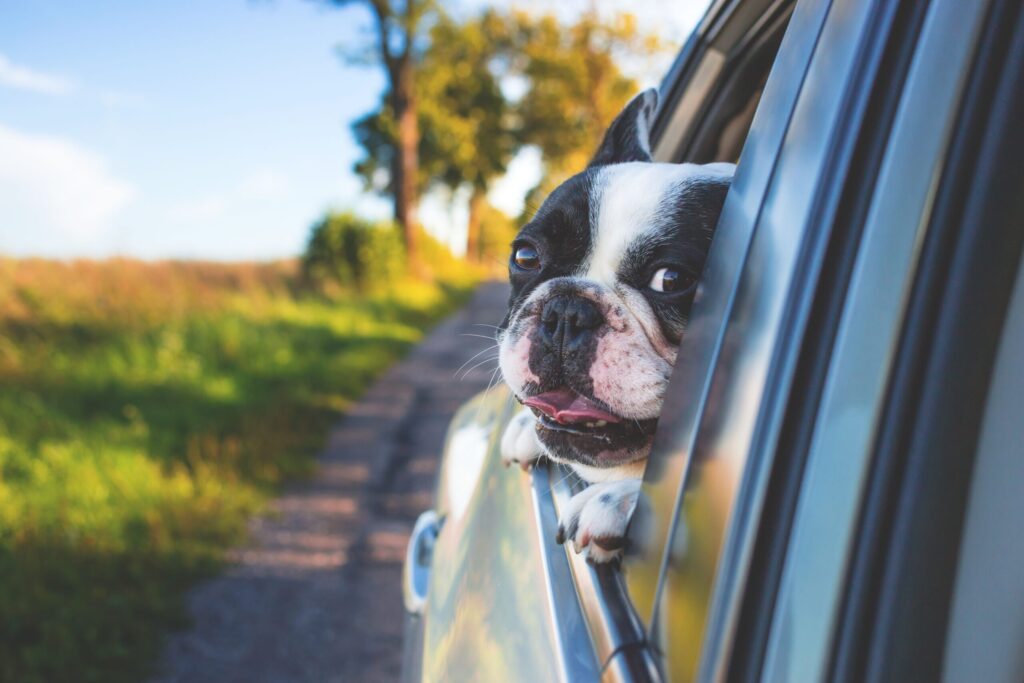 Cuáles son los destinos donde las mascotas son las verdaderas dueñas del VIP